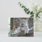 Wild Life Leopard ligt op een boomtak Briefkaart (Staand voorkant)