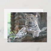 Wild Life Leopard ligt op een boomtak Briefkaart (Voorkant / Achterkant)