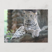 Wild Life Leopard ligt op een boomtak Briefkaart (Voorkant)