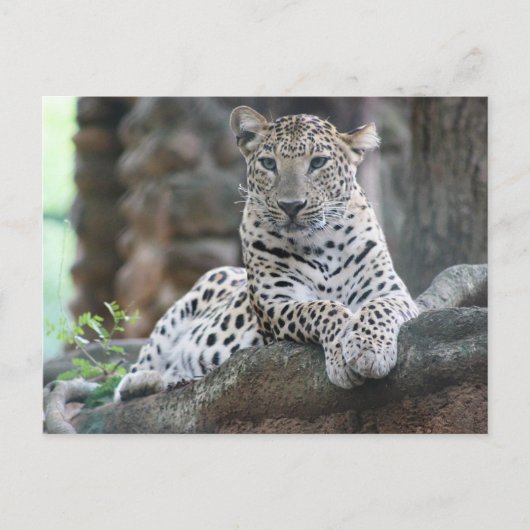 Wild Life Leopard ligt op een boomtak Briefkaart (Voorkant)