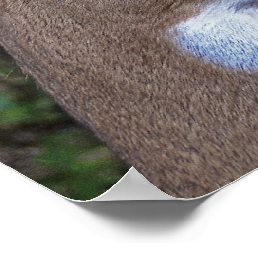 Wild Life Love Poster (Hoek)