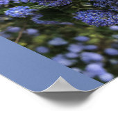 Wild Lilacs Poster (Hoek)