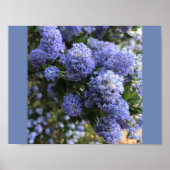 Wild Lilacs Poster (Voorkant)