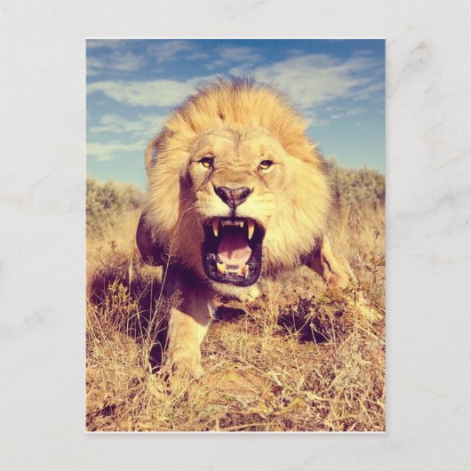 Wild Lion Briefkaart (Voorkant)
