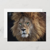 Wild Lion Foto Groene ogen Briefkaart (Voorkant / Achterkant)