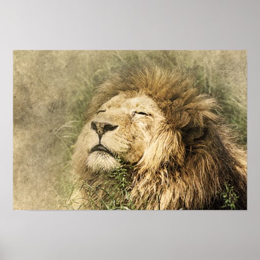 Wild Lion Safari Oerwoud Kunstwerk Foto Poster (Voorkant)