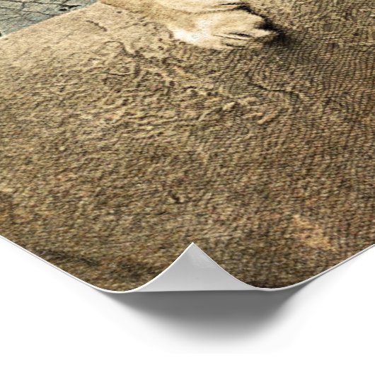 Wild Lion Safari Oerwoud Kunstwerk Foto Poster (Hoek)