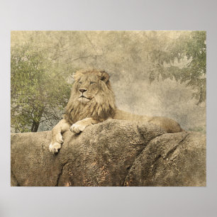 Wild Lion Safari Oerwoud Kunstwerk Foto Poster