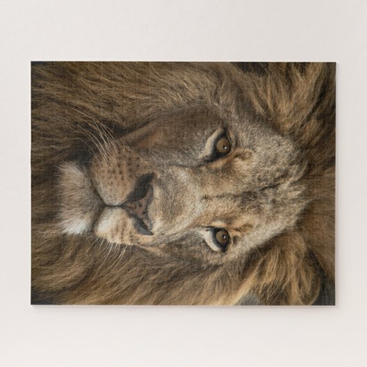 Wild Lion's Face Big Cat Wildlife Legpuzzel (Horizontaal)