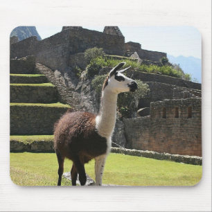 Wild Llama Near Ruins Muismat