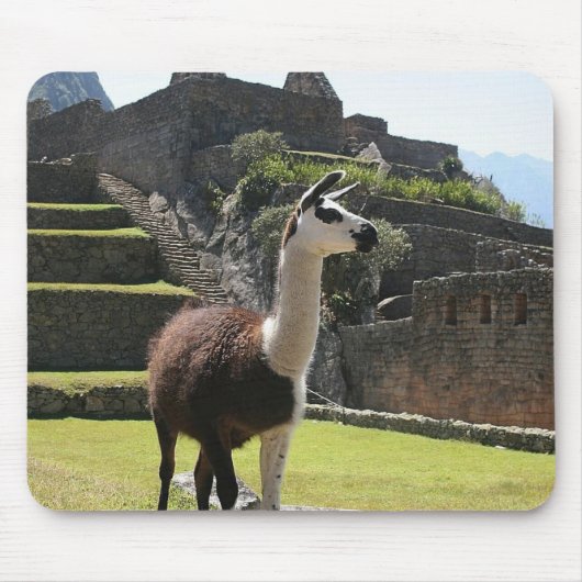 Wild Llama Near Ruins Muismat (Voorkant)