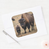 Wild Love: De bizon en haar kalf Vierkante Sticker (Envelop)