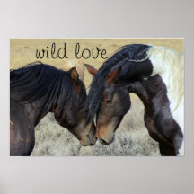 WILD LOVE HORSES