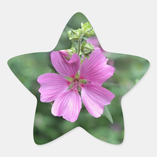 Wild Love: Voor Australië Ster Sticker (Voorkant)