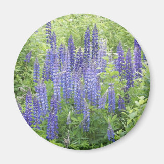Wild Lupine Magneet