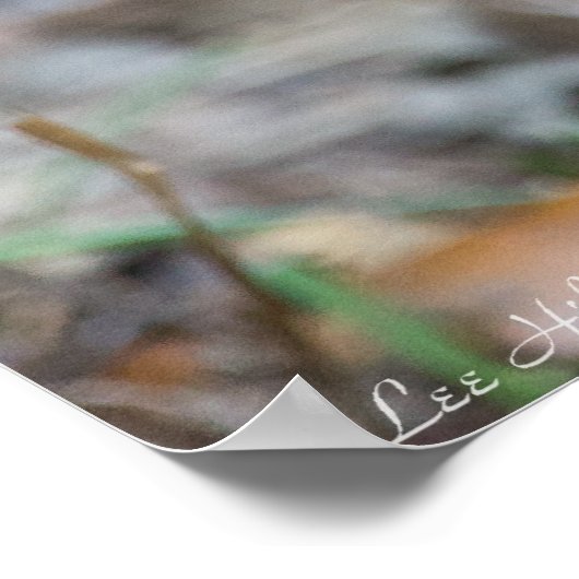 Wild Male Eastern Cottontail Rabbit Poster (Hoek)