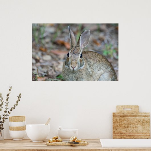 Wild Male Eastern Cottontail Rabbit Poster (Keuken)