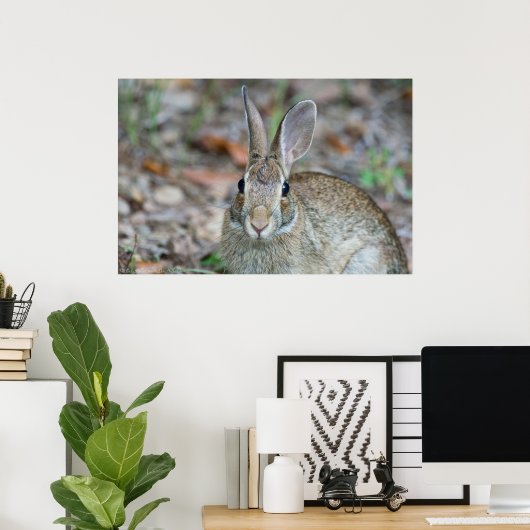 Wild Male Eastern Cottontail Rabbit Poster (Thuiskantoor)