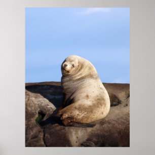 Wild Male Steller Zee Lion - Fine Art Prints