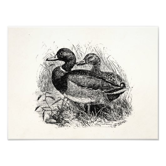  Wild Mallard Ducks Persoonlijke Sjabloon Foto Afdruk (Voorkant)