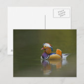 Wild Mandarin Duck Aix galericulata on dark Briefkaart (Voorkant / Achterkant)