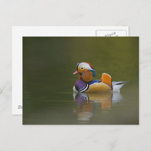 Wild Mandarin Duck Aix galericulata on dark Briefkaart (Voorkant / Achterkant)