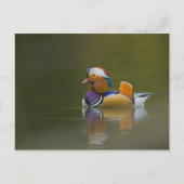 Wild Mandarin Duck Aix galericulata on dark Briefkaart (Voorkant)