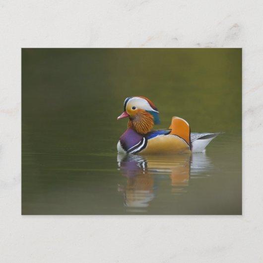 Wild Mandarin Duck Aix galericulata on dark Briefkaart (Voorkant)