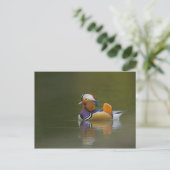 Wild Mandarin Duck Aix galericulata on dark Briefkaart (Staand voorkant)