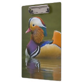 Wild Mandarin Duck Aix galericulata on dark Klembord (Links)