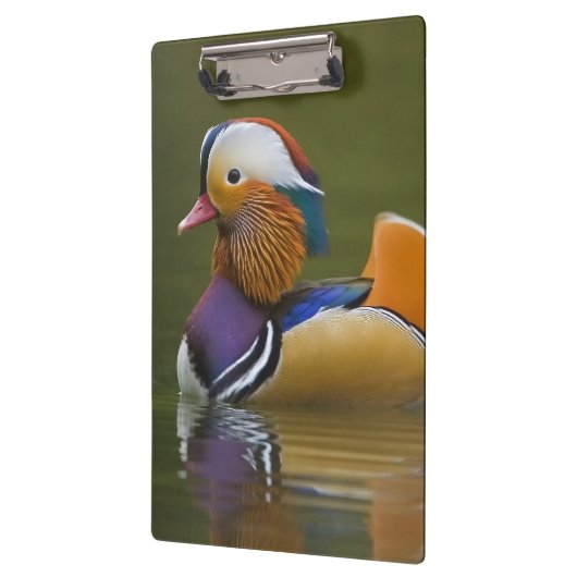 Wild Mandarin Duck Aix galericulata on dark Klembord (Links)