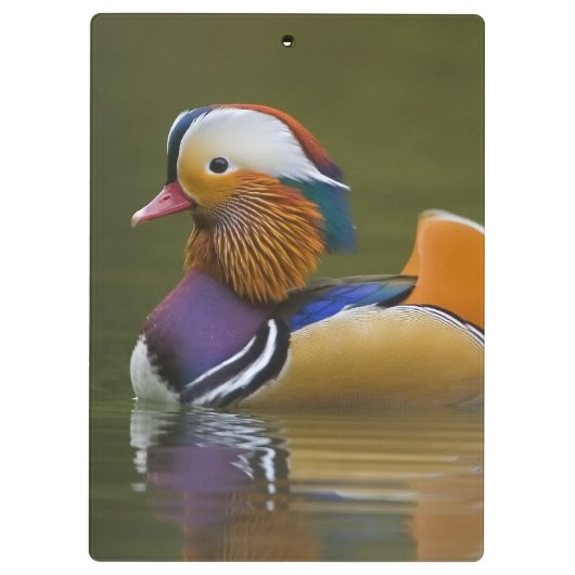 Wild Mandarin Duck Aix galericulata on dark Klembord (Achterkant)