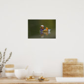 Wild Mandarin Duck Aix galericulata on dark Poster (Keuken)