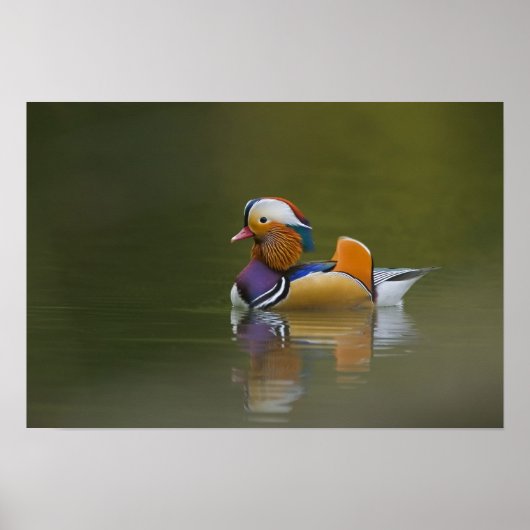 Wild Mandarin Duck Aix galericulata on dark Poster (Voorkant)