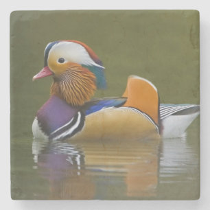 Wild Mandarin Duck Aix galericulata) over donker Stenen Onderzetter