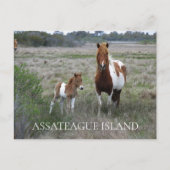 Wild Mare and Foal, Assateague National Seashore Briefkaart (Voorkant)