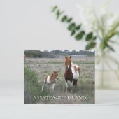 Wild Mare and Foal, Assateague National Seashore Briefkaart (Staand voorkant)