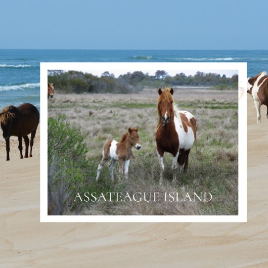 Wild Mare and Foal, Assateague National Seashore Briefkaart