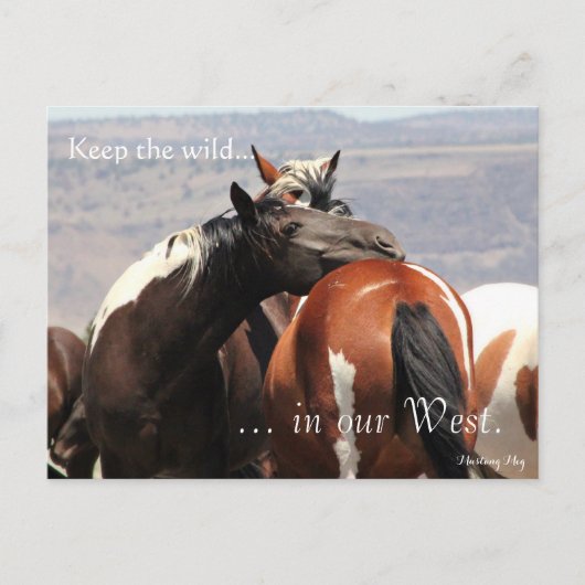 Wild Mare Hug, vooraf behandeld: Sec of the Interi Briefkaart (Voorkant)