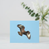 Wild Mäusebussard (Common Buzzard;  Buteo buteo) Briefkaart (Staand voorkant)