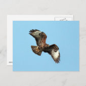 Wild Mäusebussard (Common Buzzard;  Buteo buteo) Briefkaart (Voorkant / Achterkant)