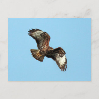 Wild Mäusebussard (Common Buzzard; Buteo buteo) Briefkaart