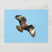 Wild Mäusebussard (Common Buzzard; Buteo buteo) Briefkaart (Voorkant)