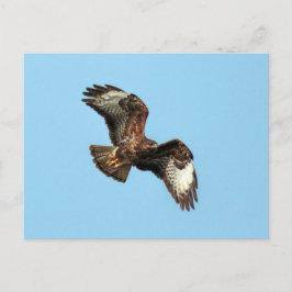 Wild Mäusebussard (Common Buzzard;  Buteo buteo) Briefkaart
