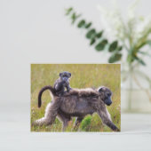 Wild Moeder en Baby Bavianen, Zuid-Afrika Briefkaart (Staand voorkant)