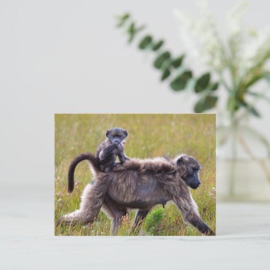 Wild Moeder en Baby Bavianen, Zuid-Afrika Briefkaart (Staand voorkant)