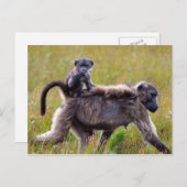Wild Moeder en Baby Bavianen, Zuid-Afrika Briefkaart (Voorkant / Achterkant)