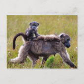 Wild Moeder en Baby Bavianen, Zuid-Afrika Briefkaart (Voorkant)