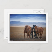 Wild Mongolian horse, Gobi Desert Briefkaarten (Voorkant / Achterkant)