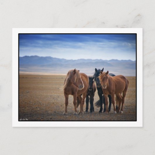 Wild Mongolian horse, Gobi Desert Briefkaarten (Voorkant)
